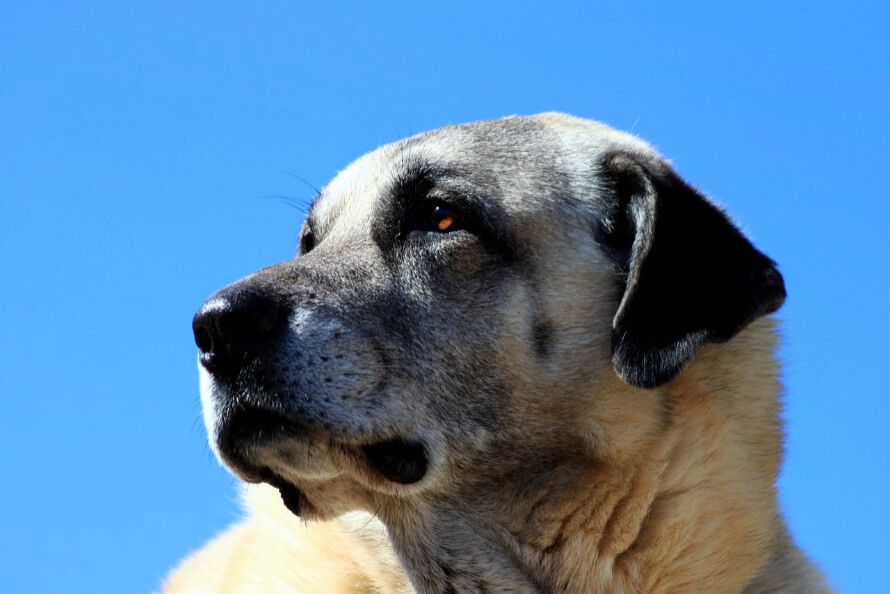 török kangal